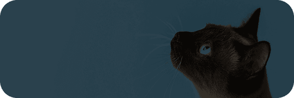 Gatos